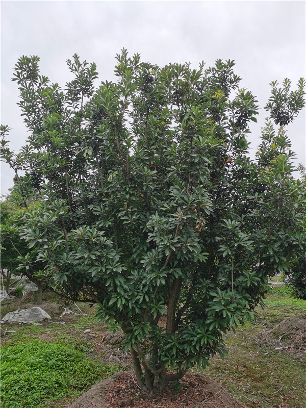 成都市杨梅树2.5*2.5米价格是多少?
