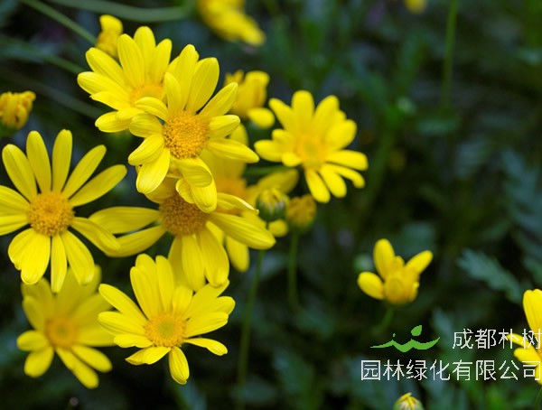 黄金菊一年开几次花？花期是什么时候？