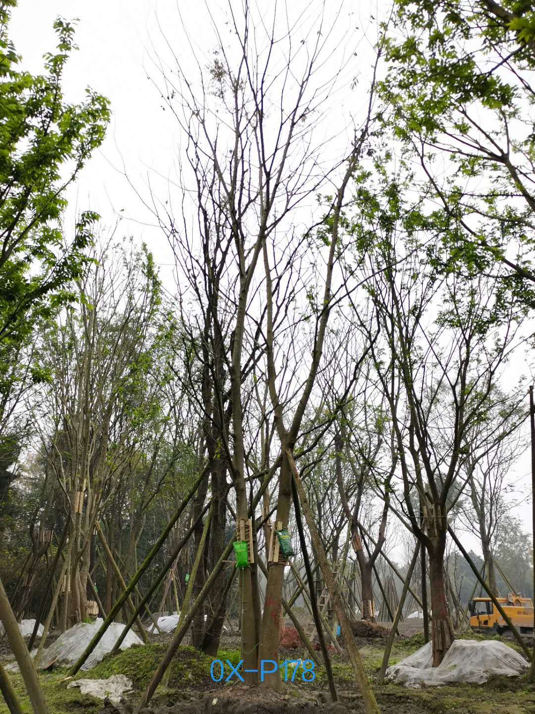 2020年四川省-成都市-郫都区43公分精品丛生朴树价格如何？
