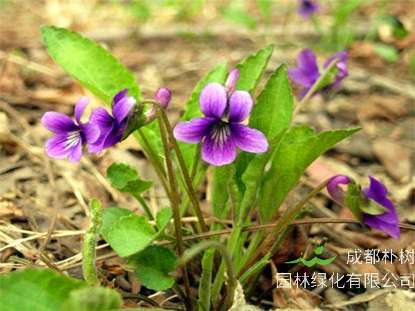 紫花地丁是什么？