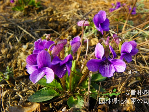 紫花地丁是什么？