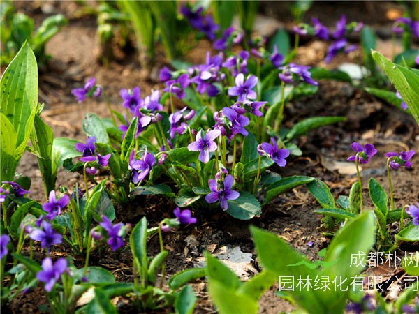 紫花地丁与地丁的区别是什么？紫花地丁生长在哪里？