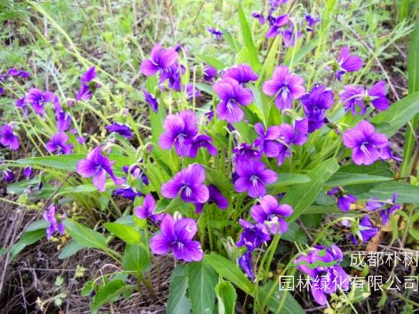 紫花地丁与地丁的区别是什么？紫花地丁生长在哪里？