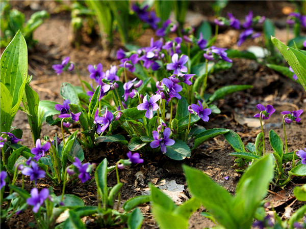 紫花地丁与地丁的区别是什么？紫花地丁生长在哪里？