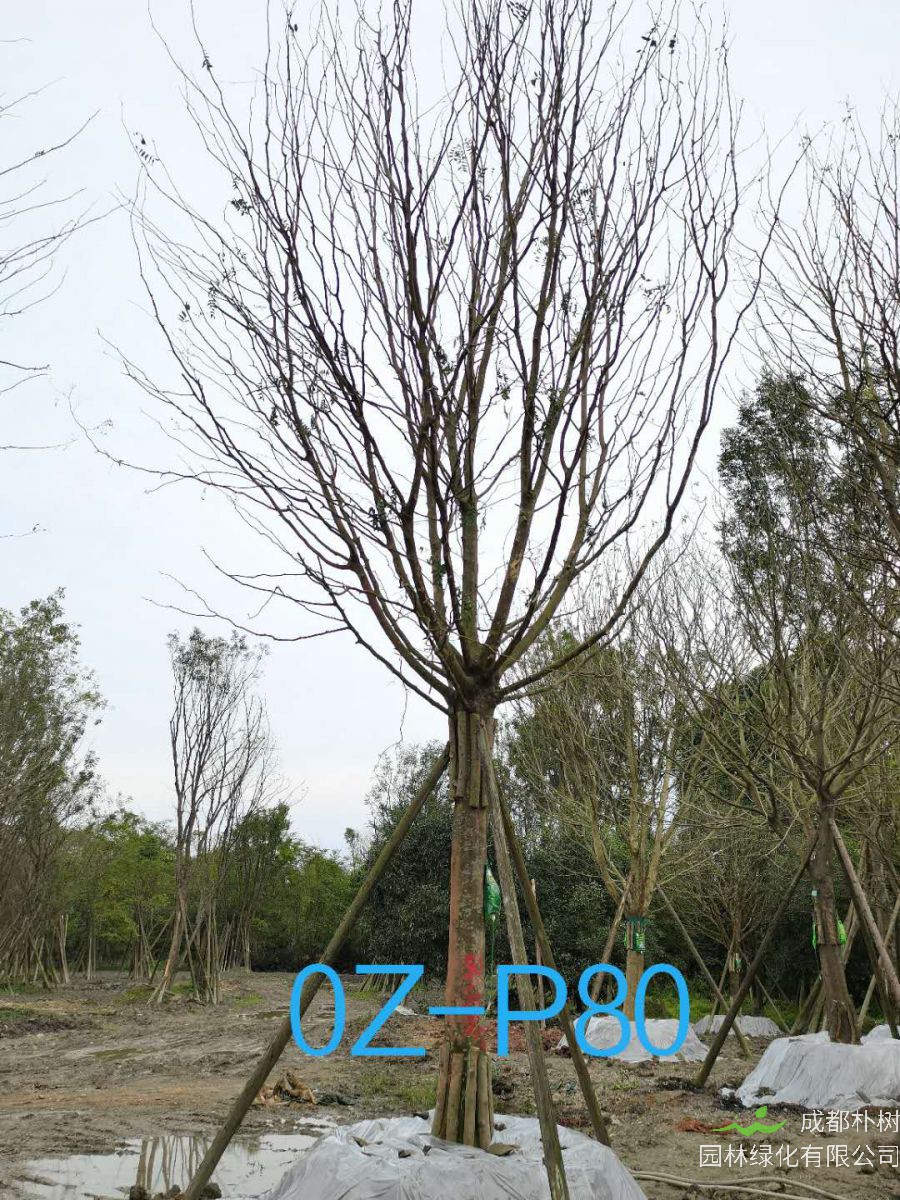 皂角树如何养护？皂角树种植效益如何？