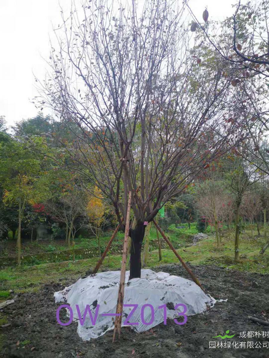 四川省-绵阳市苗木基地直销D24公分枝叶繁密-生长旺盛-品质上乘的精品紫叶李