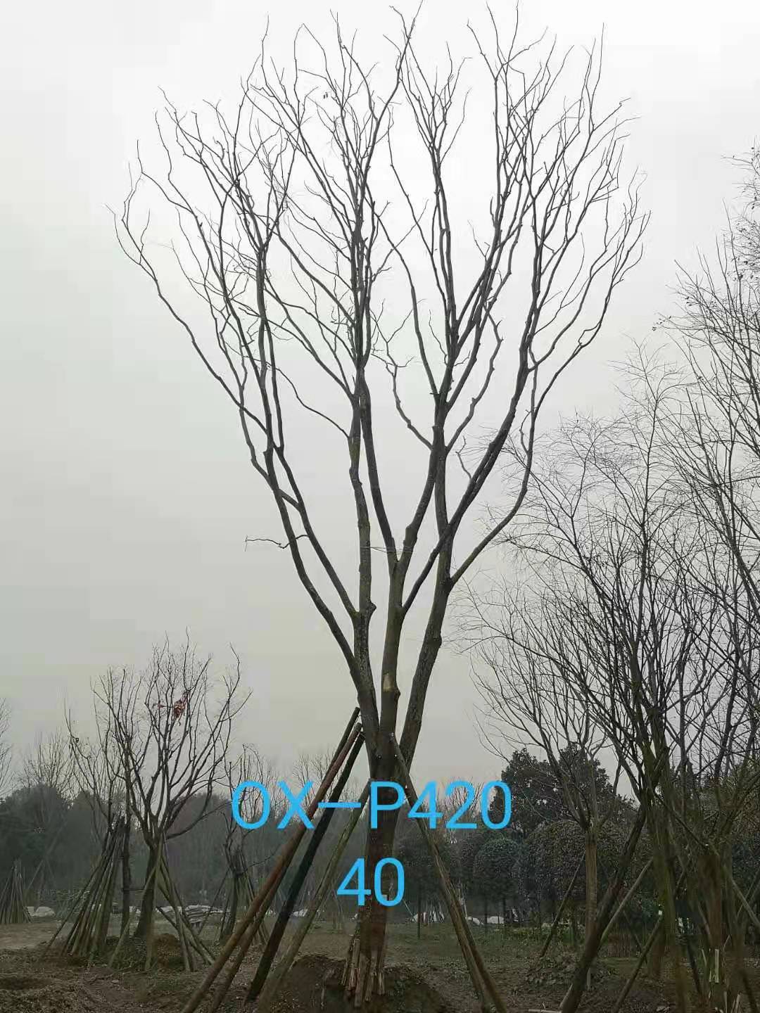 四川省-自贡市苗木基地直销的31-40公分精品朴树-价格怎么样？