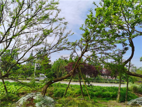 2021年四川省-成都市苗木基地直销的24-38公分斜飘朴树价格怎么样？