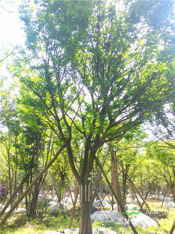 2021年四川省21-28公分皂角树多少钱？绿化效益怎么样？