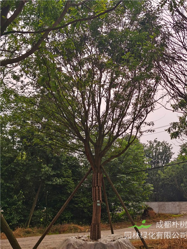 2021年四川省21-28公分皂角树多少钱？绿化效益怎么样？