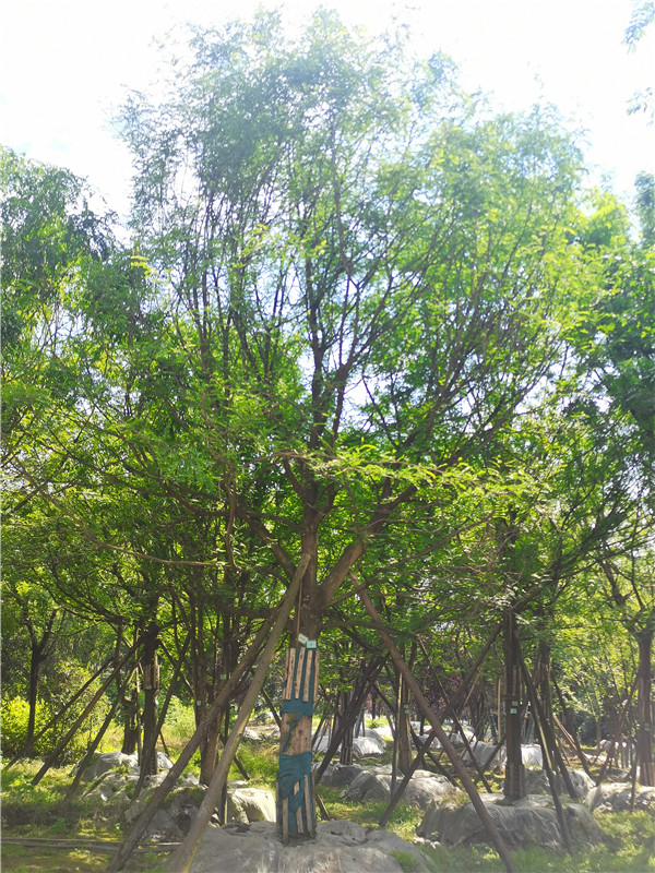 2021年四川省21-28公分皂角树多少钱？绿化效益怎么样？