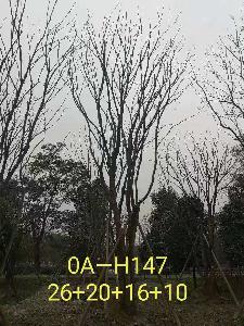 四川省-南充市苗木基地直销72-74公分树形优美-树姿端庄的精品丛生黄连木