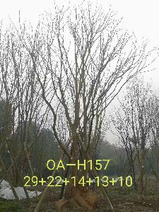 四川省-攀枝花市苗木基地直销82-88公生长旺盛-姿态优美的精品丛生黄连木