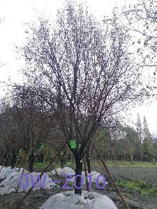 成都市-郫都区苗木基地直销D22公分树姿端庄-树姿优美-姿态优美的精品紫叶李