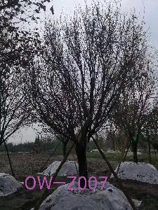 四川省-绵阳市苗木基地直销D24公分枝叶繁密-生长旺盛-品质上乘的精品紫叶李